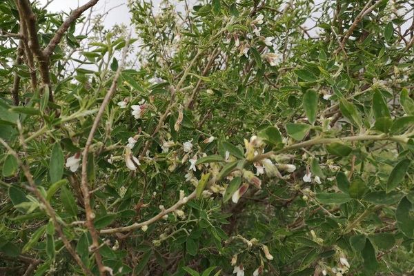 Chamaecytisus prolifer