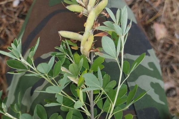 Chamaecytisus ruthenicus