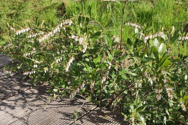 Leatherleaf