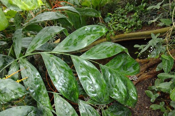 Chamaedorea oblongata
