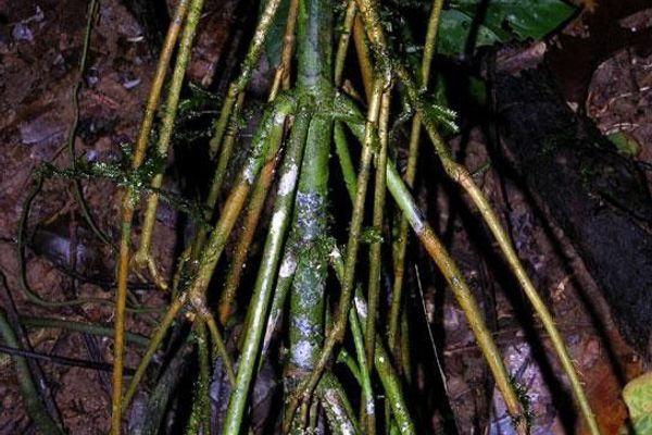 Chamaedorea pinnatifrons