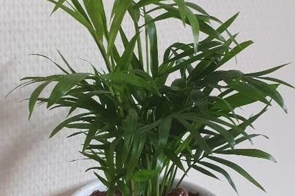 Bamboo palm