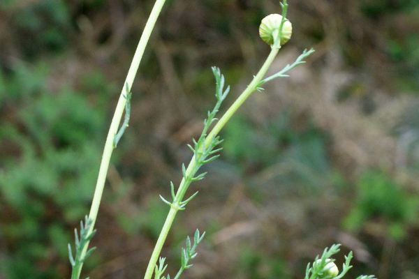 Roman chamomile