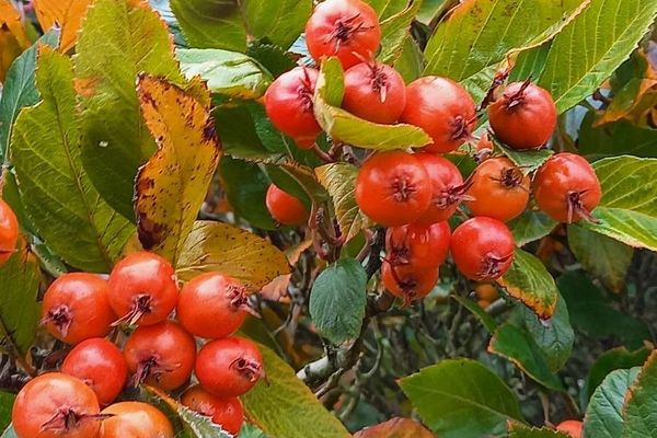 False-medlar