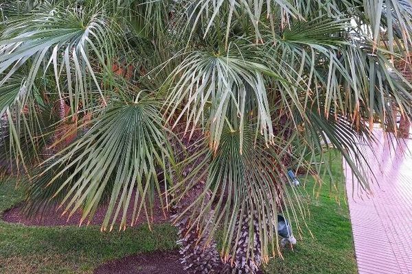 European fan palm