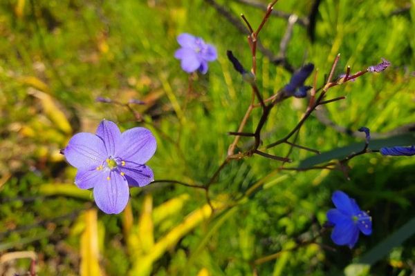 Chamaescilla corymbosa
