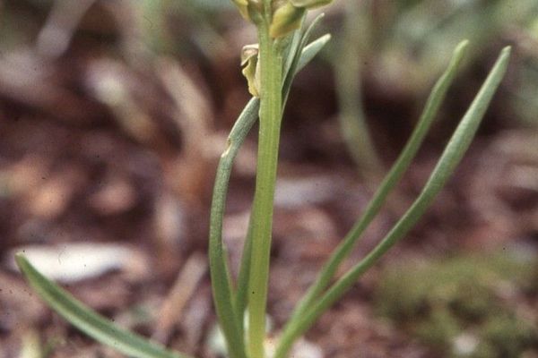 Alpine dwarf orchid