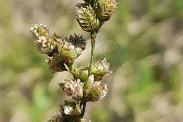 Chascolytrum subaristatum