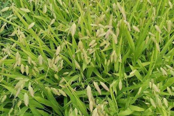 Broadleaf chasmanthium