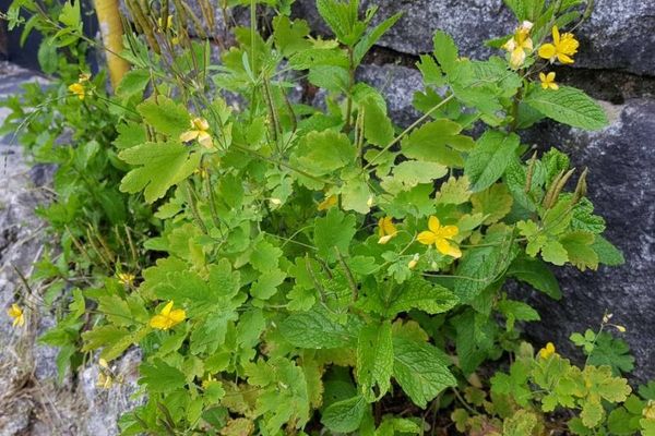 Celandine