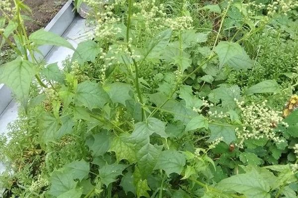 Maple-leaved goosefoot