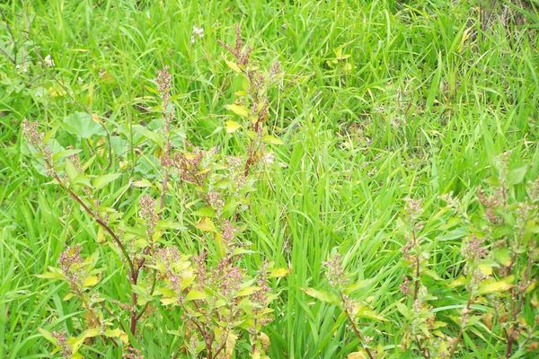 Nettleleaf goosefoot