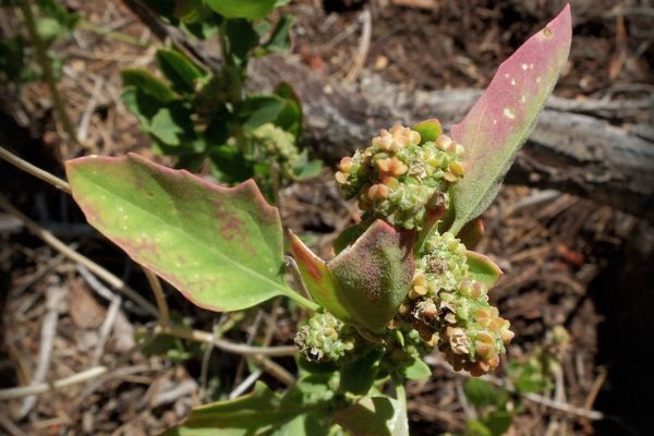Pigweed