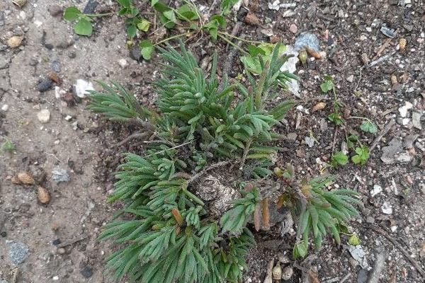 Chenopodium desertorum