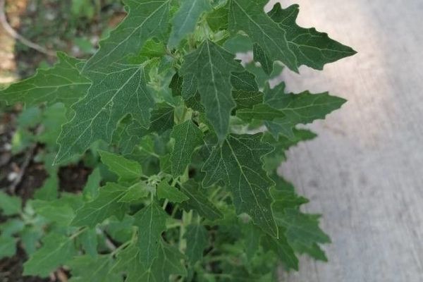 Fig-leaf goosefoot