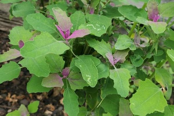 Tree spinach