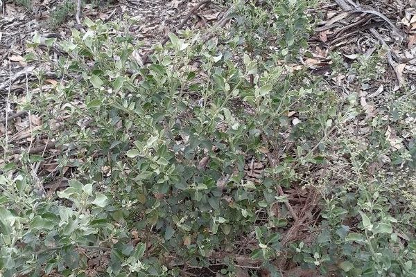 Chenopodium parabolicum
