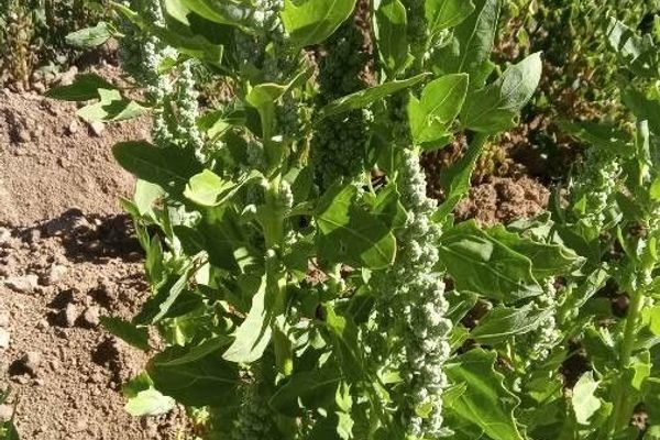Quinoa