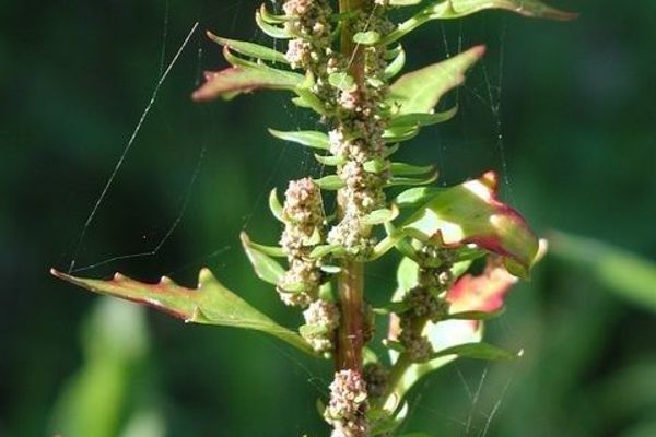 Red goosefoot