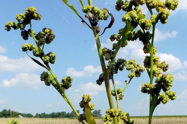 Striped goosefoot