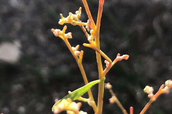City goosefoot
