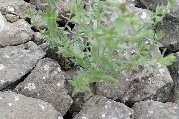 Chiliadenus glutinosus