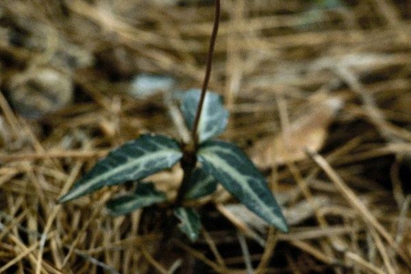 Spotted pipsissewa