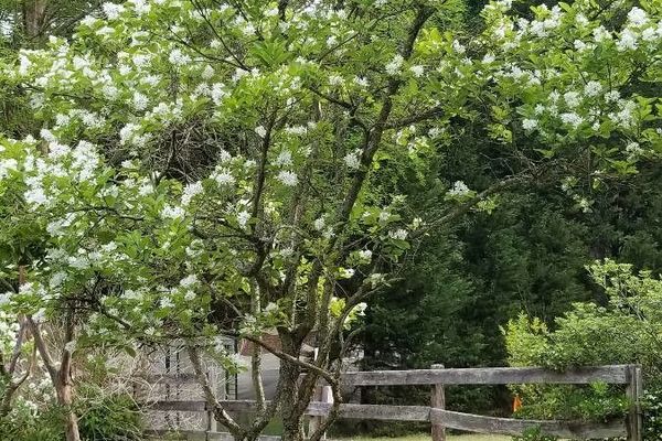 American fringetree