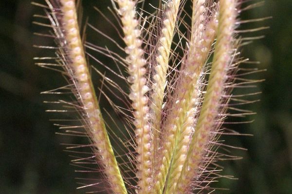 Giant finger grass