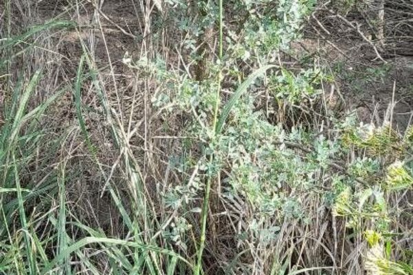 Abyssinian rhodes grass