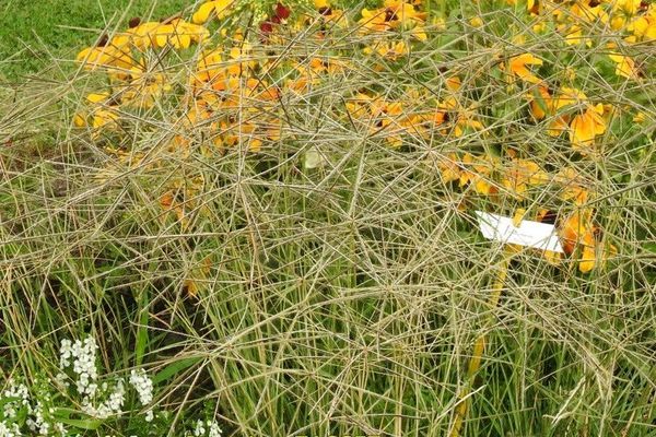 Australian fingergrass