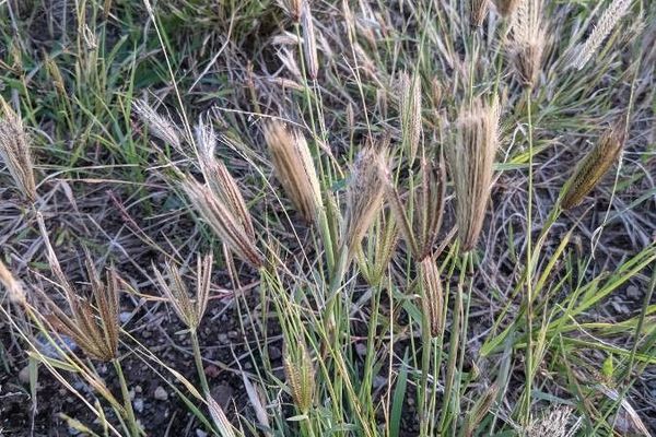 Feather finger grass