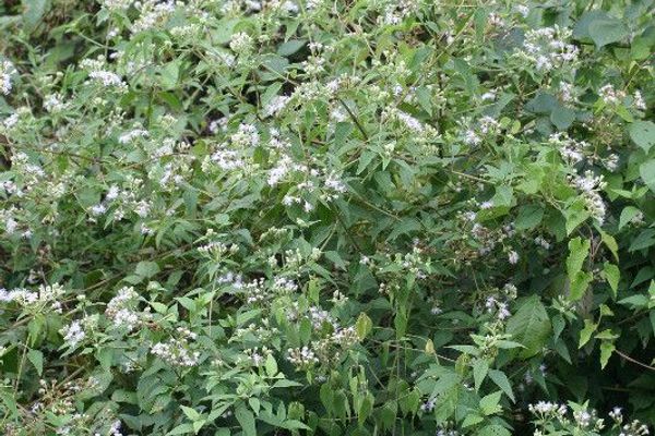 Christmasbush