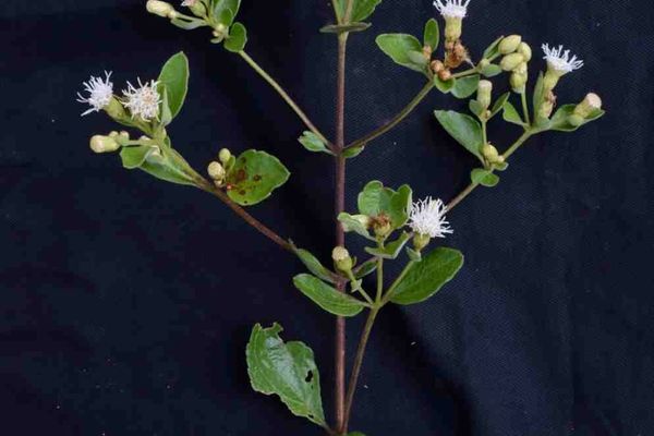 Chromolaena squalida