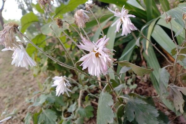 Indian chrysanthemum