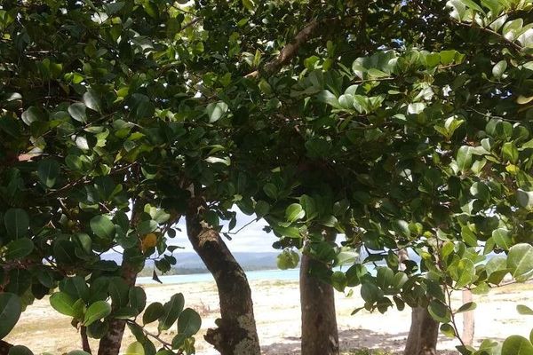 Coco-plum