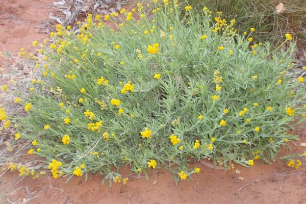 Common everlasting