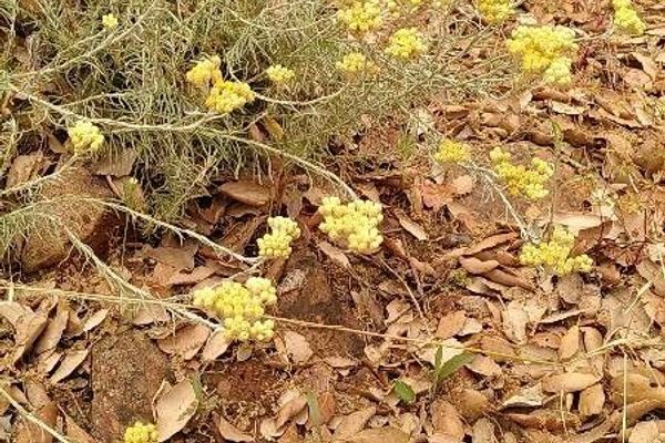 Clustered everlasting