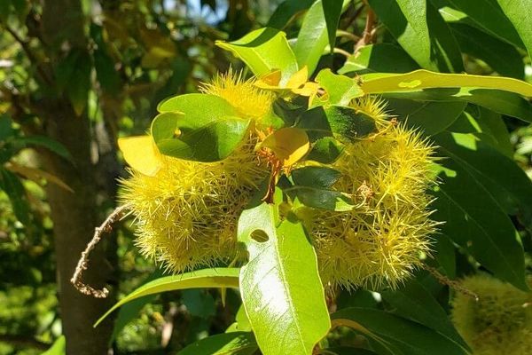 Golden-chestnut