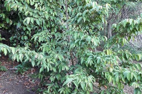 Star-apple