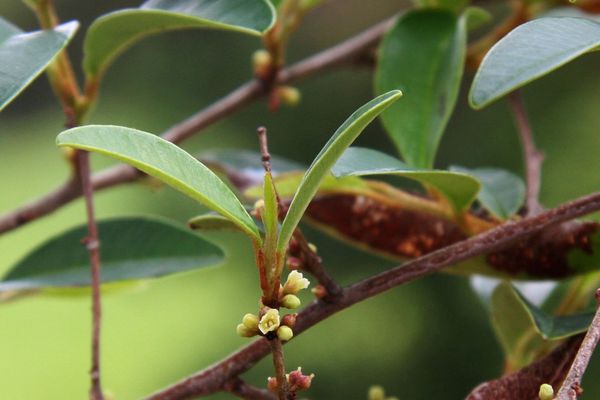 Chrysophyllum marginatum