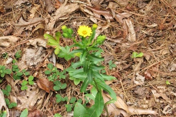 Maryland golden-aster