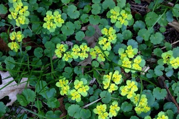 Alternate-leaf golden saxifrage