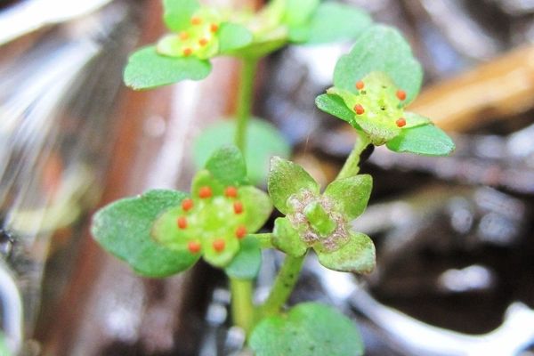 American golden saxifrage