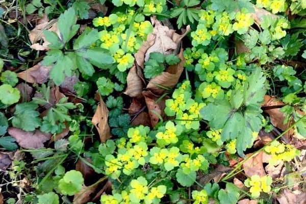Opposite-leaved golden saxifrage
