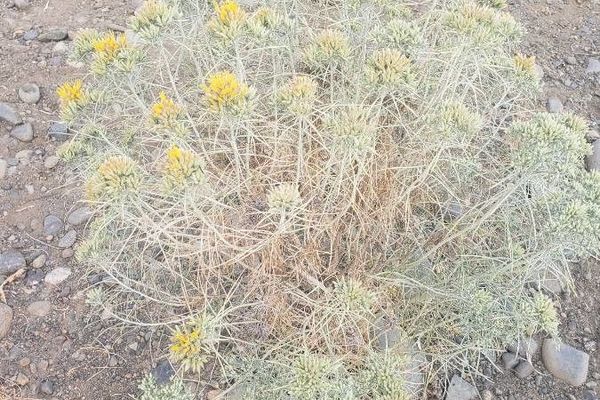 Sticky-leaf rabbitbrush