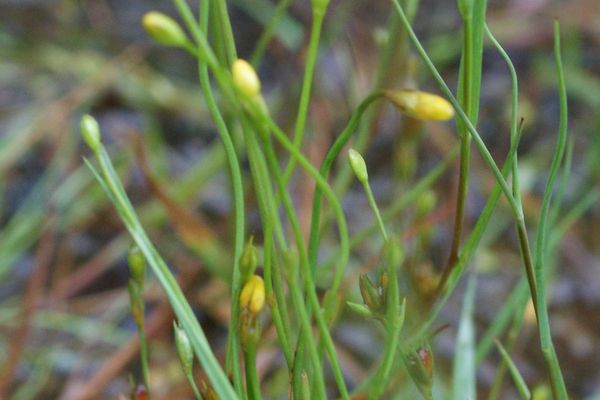 Yellow centaury