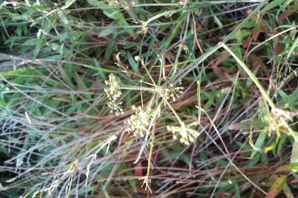 Bulblet-bearing water hemlock