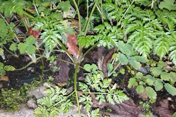 Cowbane
