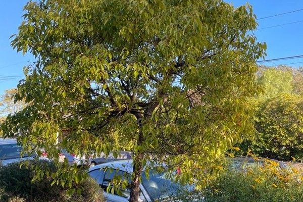 Camphortree